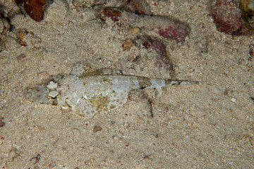 The surprising underwater world of the Indian and Pacifical Oceans