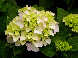 pink and white hydrangea close-up