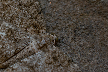 The beauty of a camouflage moth