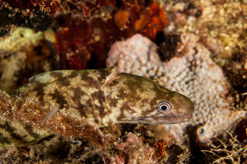 The surprising underwater world of the Indian and Pacifical Oceans