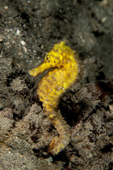The surprising underwater world of the Indian and Pacifical Oceans