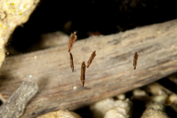 The surprising underwater world of the Indian and Pacifical Oceans