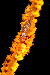 The surprising underwater world of the Indian and Pacifical Oceans