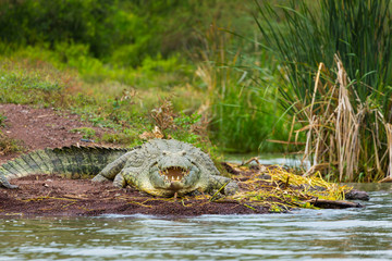NILE CROCODILE, Chamo lake, Naciones, Etiopia, Africa