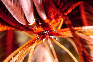 The surprising underwater world of the Indian and Pacifical Oceans