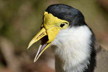 Surprised looking bird