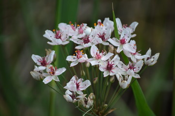 butomus umbellatus