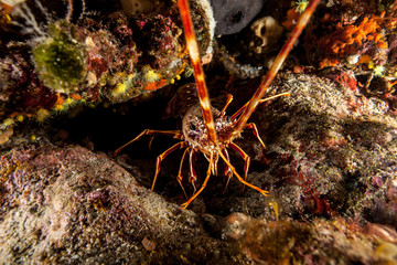 The surprising underwater world of the Indian and Pacifical Oceans