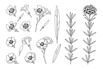 vector hand drawn plant clipart - obrazy, fototapety, plakaty
