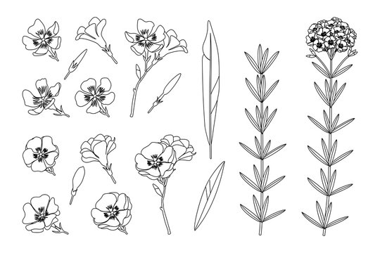 vector hand drawn plant clipart