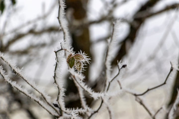 branch of a tree covered with snow