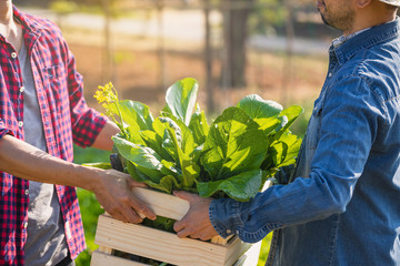 Farmer, Owner organic vegetable farm in the greenhouse inspects the quality of the organic...