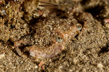 The surprising underwater world of the Indian and Pacifical Oceans