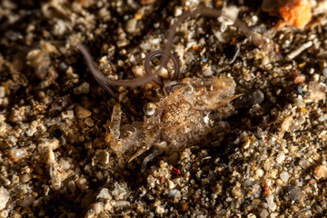 The surprising underwater world of the Indian and Pacifical Oceans