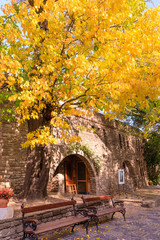 Golden Leaves in the Fall Tijuana, Hungary, Europe
