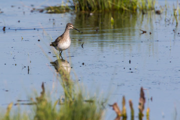 Wood sandpiper (Tringa glareola)