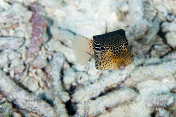 The surprising underwater world of the Indian and Pacifical Oceans