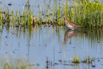 Wood sandpiper (Tringa glareola)