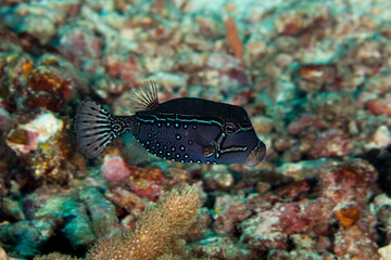 The surprising underwater world of the Indian and Pacifical Oceans