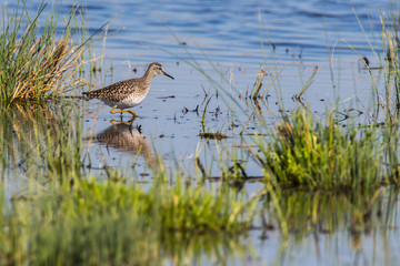 Wood sandpiper (Tringa glareola)