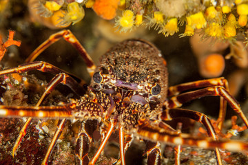 The surprising underwater world of the Indian and Pacifical Oceans