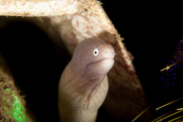 The surprising underwater world of the Indian and Pacifical Oceans
