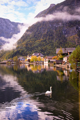 Swan swimming in Hallstatt