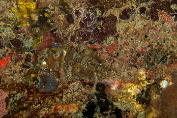 The surprising underwater world of the Indian and Pacifical Oceans