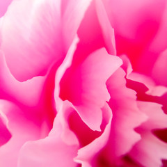 Obraz na płótnie Canvas Petals of the pink peony. Macro
