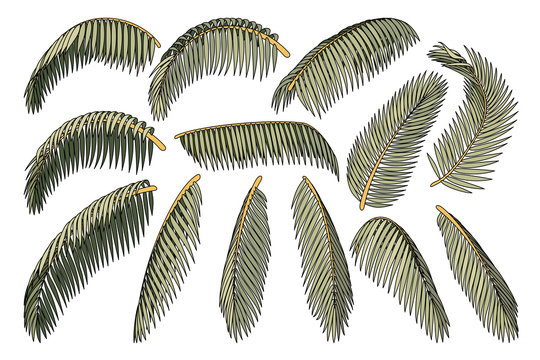vector hand drawn plant clipart