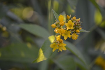  yellow flower in the lake