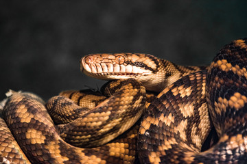 reptile green blue on branch aquarium pet zoo home snake posion small head tongue eyes look walk exotic species