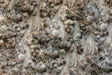 Rough and twisted bark on an old tree creates a natural texture