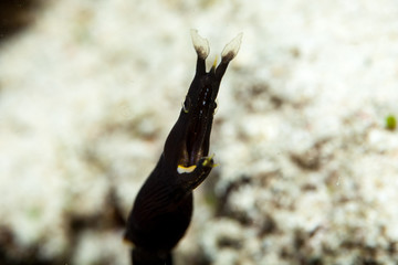 The surprising underwater world of the Indian and Pacifical Oceans