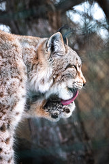 Leopard, big spotted cat licking paw closeup bobcat