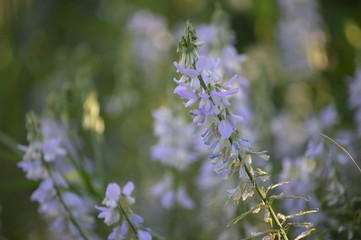 flowers in the meadow