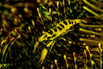 The surprising underwater world of the Indian and Pacifical Oceans