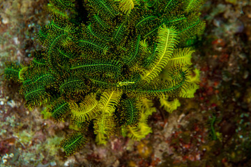 The surprising underwater world of the Indian and Pacifical Oceans