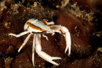 The surprising underwater world of the Indian and Pacifical Oceans