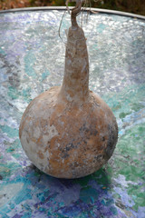 dried organic gourd on background