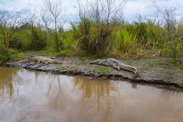 NILE CROCODILE, Chamo lake, Naciones, Etiopia, Africa