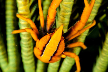 The surprising underwater world of the Indian and Pacifical Oceans