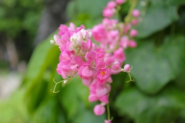 Antigonon leptopus,maxican creeper or coral vine flower in the garden