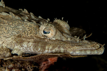 The surprising underwater world of the Indian and Pacifical Oceans