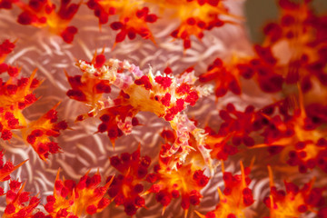 The surprising underwater world of the Indian and Pacifical Oceans