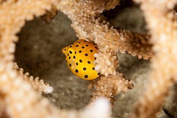 The surprising underwater world of the Indian and Pacifical Oceans