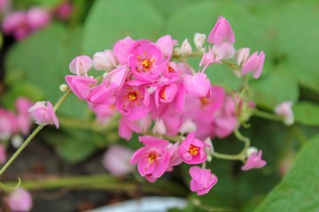Antigonon leptopus,maxican creeper or coral vine flower in the garden