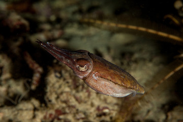 The surprising underwater world of the Indian and Pacifical Oceans