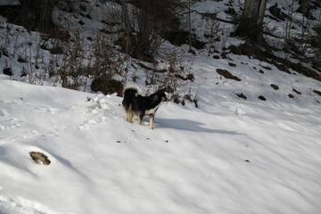 dog in the park.portrait of a dog	