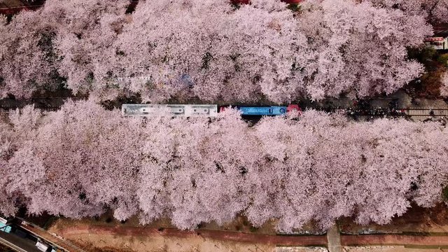 Top view Video at jinhae cherry blossom,Busan City,South Korea